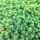 Sedum pallidum ´Sea Star´