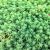 Sedum pallidum ´Sea Star´