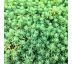 Sedum pallidum ´Sea Star´ 9x9 / 0,5L