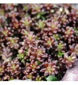 Sedum album 'Murale'