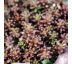 Sedum album 'Murale' 9x9 / 0,5L