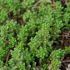 Sedum album 'Murale'