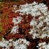 Sedum album 'Murale'