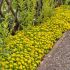 Sedum kamtschaticum