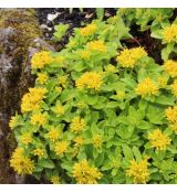 Sedum kamtschaticum