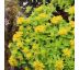 Sedum kamtschaticum 9x9 / výška 10-15 cm