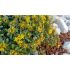 Sedum aizoon