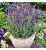 Levanduľa úzkolistá 'Hidcote Blue Superior'