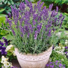 Levanduľa úzkolistá 'Hidcote Blue Superior'