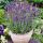 Levanduľa úzkolistá 'Hidcote Blue Superior'