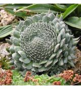 Orostachys spinosa