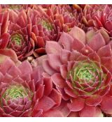 Sempervivum ´Jumbo´