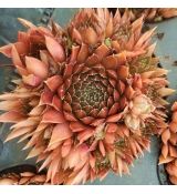 Sempervivum ´Bronze Pastel´