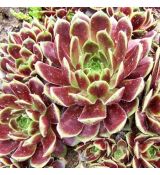 Sempervivum ´Pseudo Ornatum´