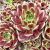 Sempervivum ´Pseudo Ornatum´