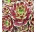 Sempervivum ´Pseudo Ornatum´ 8x8 / odber min.10 kusov
