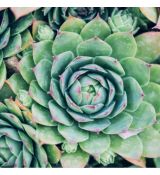 Sempervivum calcareum
