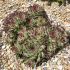 Sempervivum calcareum