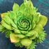 Sempervivum calcareum