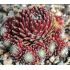 Sempervivum ´Sprite´