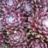 Sempervivum ´Sprite´