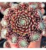 Sempervivum ´Sprite´