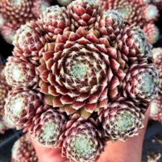 Sempervivum ´Sprite´