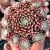Sempervivum ´Sprite´