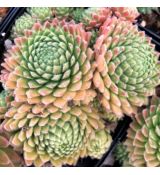 Sempervivum ´Wendy´