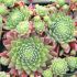 Sempervivum ´Wendy´