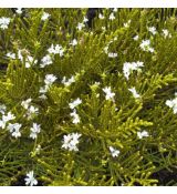 Hebe Ochracea 'James Stirling'
