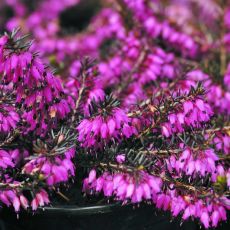 Erica carnea ´Challenger´