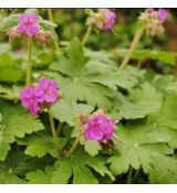 Geranium macrorrhizum