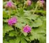 Geranium macrorrhizum 9x9 / 0,5L