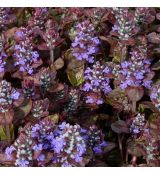 Ajuga reptans 'Braunherz'
