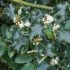 Ilex aquifolium