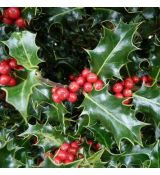 Ilex aquifolium