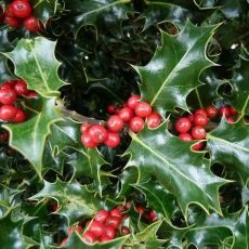 Ilex aquifolium