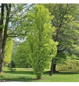 Fagus sylvatica ´Dawyck Gold´