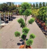 Cupressocyparis leylandii ´CWG´ Pon-Pon