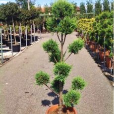 Cupressocyparis leylandii ´CWG´ Pon-Pon