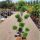 Cupressocyparis leylandii ´CWG´ Pon-Pon