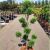 Cupressocyparis leylandii ´CWG´ Pon-Pon