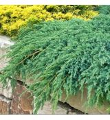 Juniperus squamata ´Blue Carpet´
