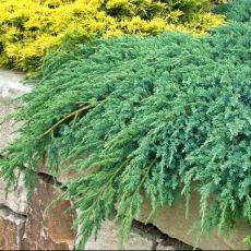 Juniperus squamata ´Blue Carpet´