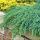 Juniperus squamata ´Blue Carpet´