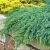 Juniperus squamata ´Blue Carpet´