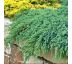 Juniperus squamata ´Blue Carpet´ 9x9 / 0,5L