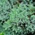 Juniperus squamata ´Blue Carpet´