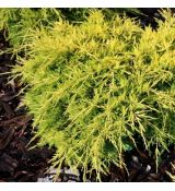 Juniperus x media 'Saybrook Gold'